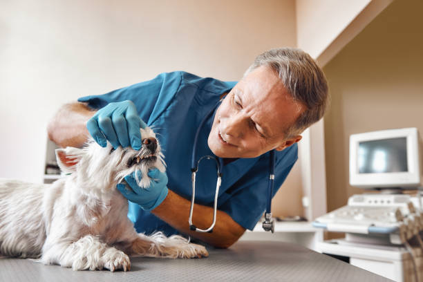 Best Chipped Tooth Repair Near Me  in Castle Point, MO